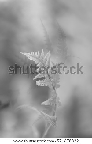 Grey-tone macro photograph of a  single frond shows its elegance while echoes of others are in the background. 
