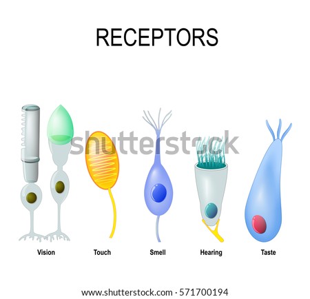 Receptor cells: rod and cone (Vision), Meissner's corpuscle (touch), Olfactory receptor (smell), hair cell (Hearing) and gustatory cell (taste). Human anatomy Royalty-Free Stock Photo #571700194