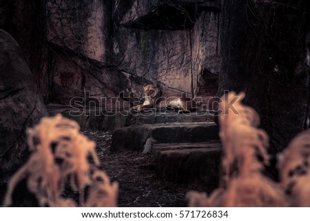The Lion wildlife in dark sepia photo style