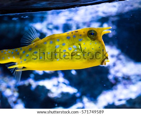 Porcupinefish swimming underwater