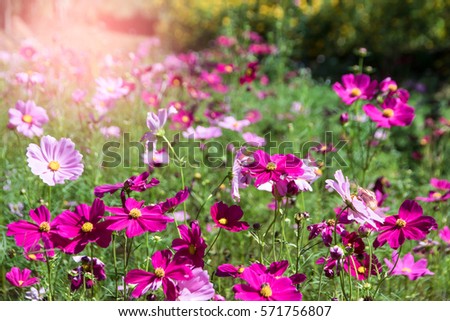 Pink and red cosmos flowers garden, soft focus and retro film look in blue green (mint) color tone