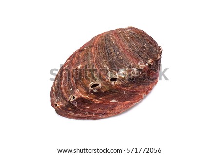 Red Abalone with small holes for respiration on white background. Family: Haliotidae, Species: Haliotis rufescens Swainson Royalty-Free Stock Photo #571772056