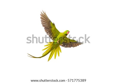 Alexandrine Parakeet (Psittacula eupatria ) bird flying on isolated background.