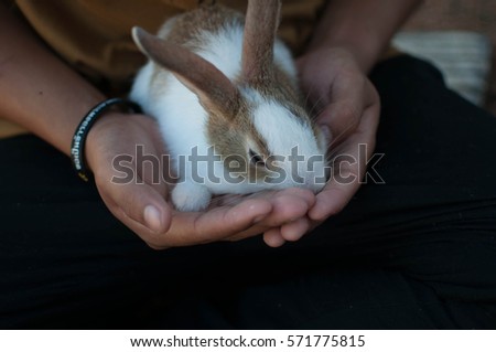 rabbits sleep in hand