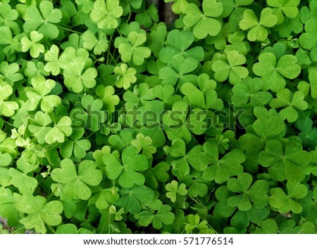 Leaf clover Royalty-Free Stock Photo #571776514
