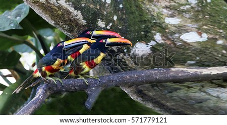 toucan on tree branch