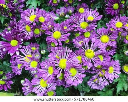 Beautiful chrysanthemum as background picture. Chrysanthemum wallpaper, chrysanthemums in autumn.
