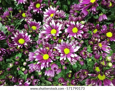 
Beautiful chrysanthemum as background picture. Chrysanthemum wallpaper, chrysanthemums in autumn.

