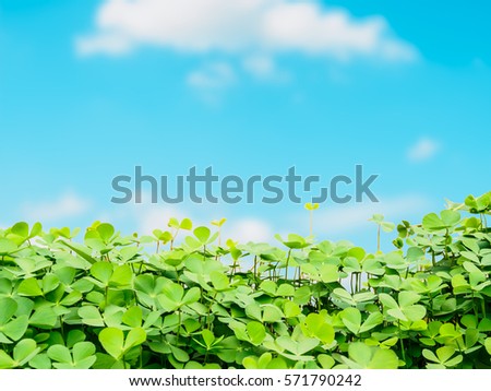 Selective focus clover leave and blue sky for  background