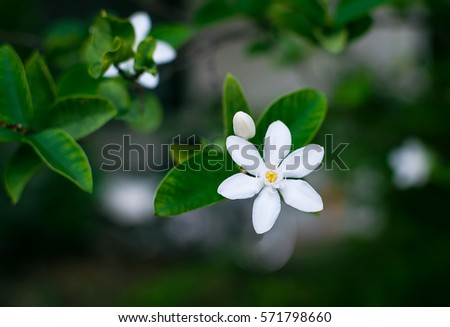 White Inda Flower or Wrightia antidysenterica R. Br. on green background