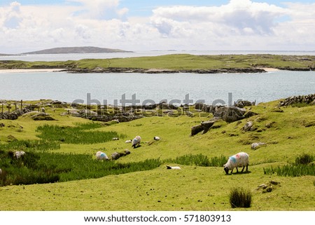 Panoramic landscape of a herd of sheep grazing on the coast of Ireland on a blue and cloudy afternoon with the sea and another island in the background.