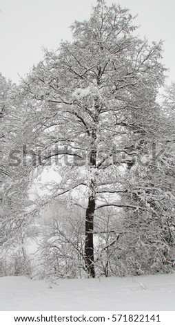 forest landscape in winter, tree under snow