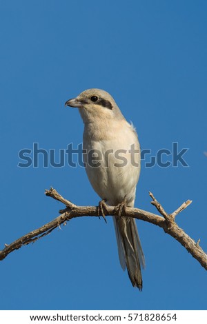 Steppe Grey Shrike (lanius meridionalis pallidirostis)  perched on a branch against a clear blue sky  background, Almeria, Spain Royalty-Free Stock Photo #571828654