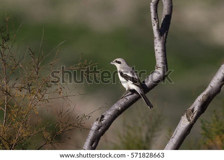 Steppe Grey Shrike (lanius meridionalis pallidirostis)  perched on a branch against a blurred natural background, Almeria, Spain Royalty-Free Stock Photo #571828663