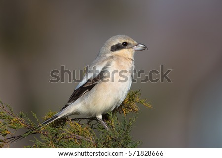 Steppe Grey Shrike (lanius meridionalis pallidirostis)  perched on a bush against a blurred natural background, Andalusia, Spain Royalty-Free Stock Photo #571828666