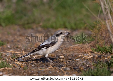 Steppe Grey Shrike (lanius meridionalis pallidirostis)  perched on the ground against a blurred natural background, Almeria, Spain Royalty-Free Stock Photo #571828672