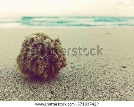 Natural sponge on the beach