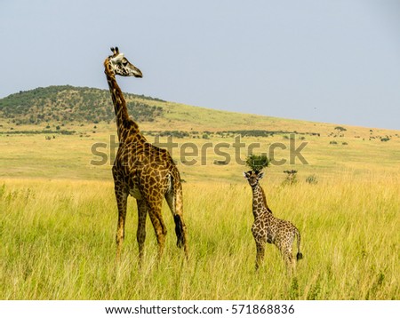 Mother giraffe with her kid standing on savannah in Masai Mara, Kenya.