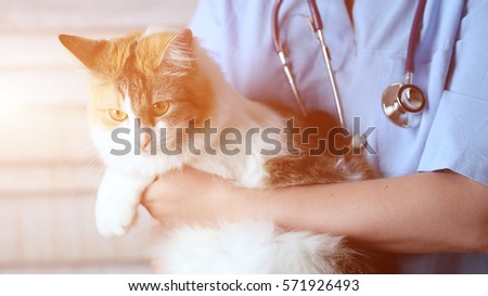 Young female doctor Veterinary with a three color cat on arms. medical equipment on background.