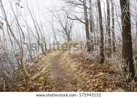 woodland path way in hoar frost and fog at winter