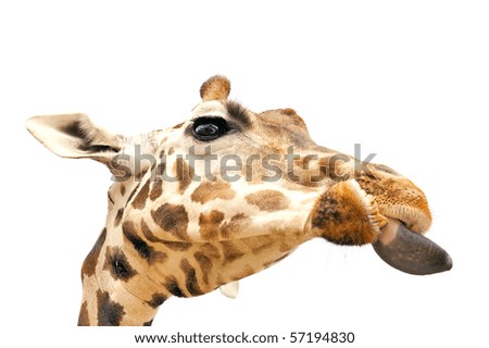 Close up of a giraffe's head and neck isolated on white background