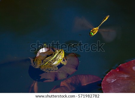 frog hunting for dragonfly. Wildlife nature photography