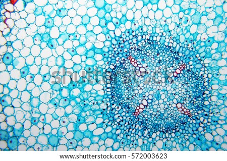 The cut root of a young horse bean. Vicia Faba Young Root- science background. Cells legumes, view of annual plants of the legume family Wick. Royalty-Free Stock Photo #572003623