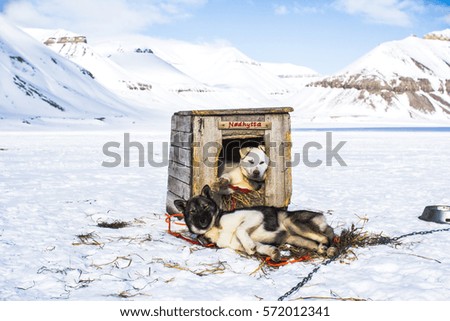 Husky dogs in the mountains having a nap. Translation on sign: "Emergency cabin".
