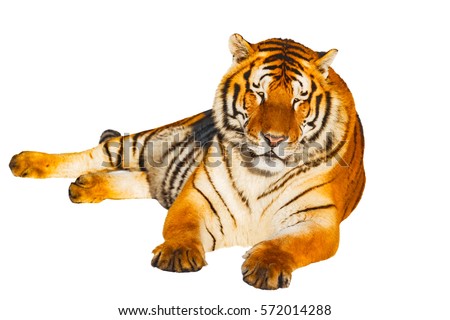 Close up image of tiger isolated on white background.