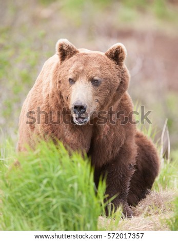 Brown bear sitting down looking at photographer
