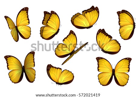 Set of yellow butterfly. isolated butterflies.  Insects Lepidoptera Morpho amathonte Vector illustration 