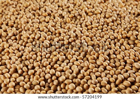 stock images of the  soya bean