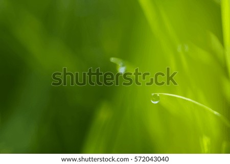 closeup fresh green grass with morning dew. natural summer or spring background. picture with soft focus