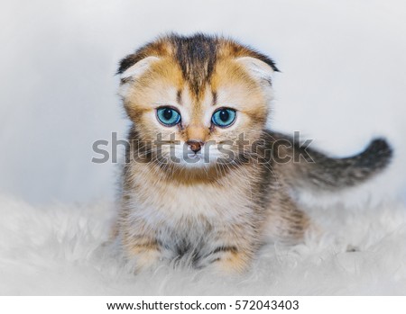Red beige kitten Scottish fold sits on a white furry rug on light background