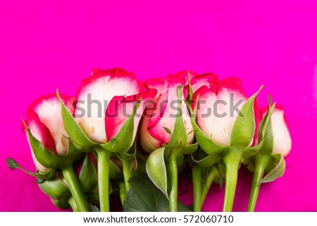 rose flowers on a purple background