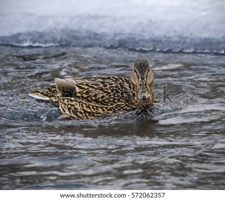 wild duck  swimming in winter river 