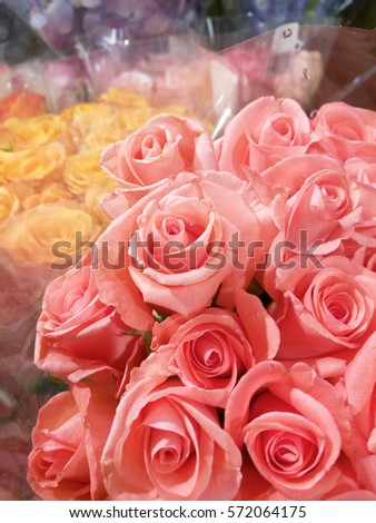 Rose flowers shop for valentine day