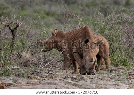 Two white rhinos at Madikwe