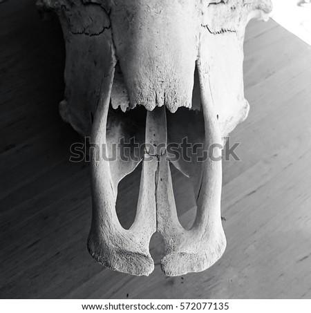 A black and white photograph of a Cow's Skull in Brisbane, Australia. 