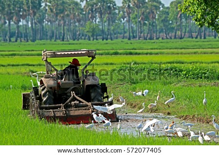 Tractor & Heron on field in nature, Thailand