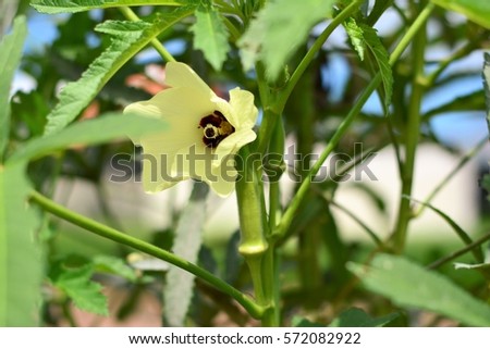 The flower of the okra