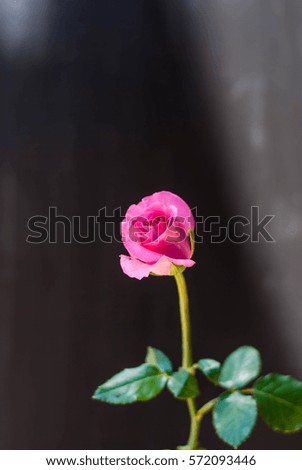 Red rose pink symbol of love on Valentine's youth.
