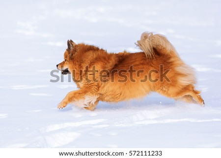 picture of an Elo dog running in the snow