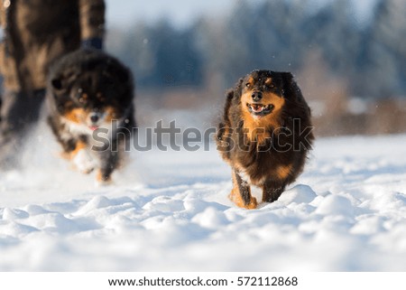 picture of an Australian Shepherd dog running in the snow
