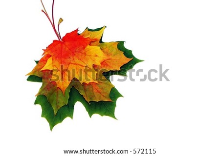 Colored maple leaves