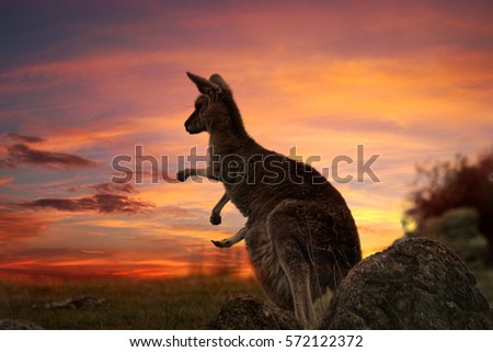 Mother kangaroo with joey in pouch, legs sticking out on a fiery sunset evening in outback NSW