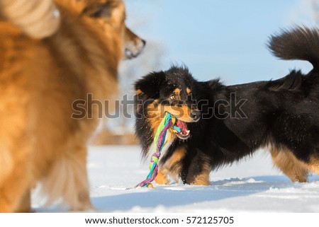 picture of an Australians Shepherd and an Elo dog, they are playing in the snow