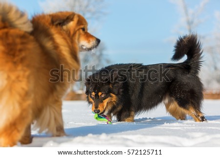 picture of an Australians Shepherd and an Elo dog, they are playing in the snow