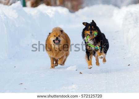 picture of two dogs running in the snow