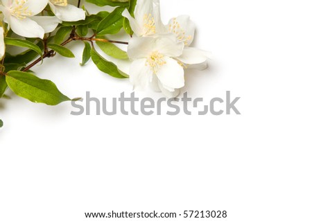 White Jasmine flowers on white background